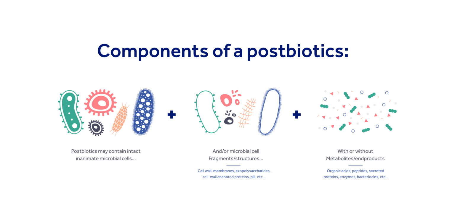 What Are Postbiotics? - About Postbiotics